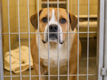 A stocky tan and white hound-type dog looking through a kennel gate at an animal shelter